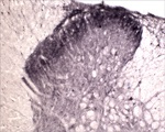 TrkA | Tyrosine Kinase Receptor A in the group Antibodies Human Cell Biology / Neuroscience / Neurobiology at Agrisera AB (Antibodies for research) (AS13 2698)